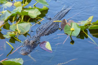 Göletteki timsahın yakın plan fotoğrafı. 