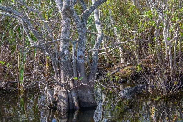 沼泽的美丽景色 — 图库照片