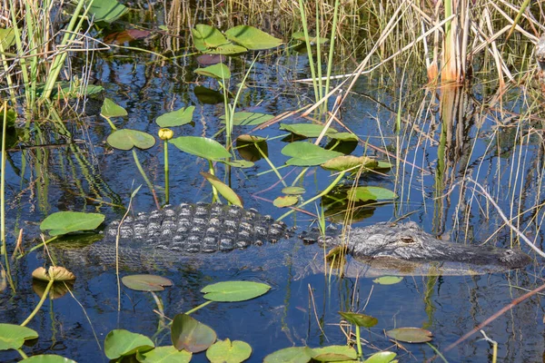 Ein Großes Krokodil Sumpf — Stockfoto