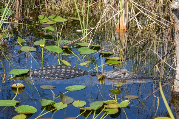 Nahaufnahme Eines Krokodils Wasser — Stockfoto
