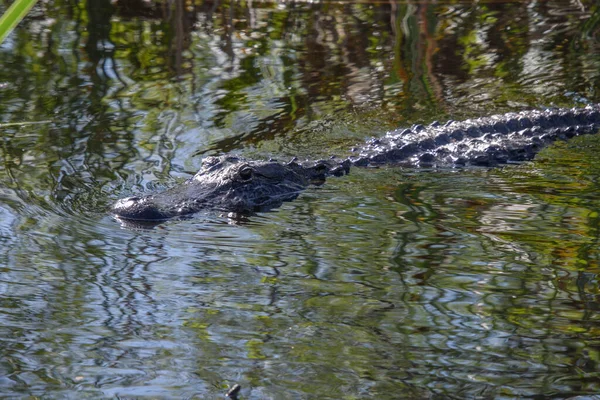 Detailní Záběr Krokodýla Vodě — Stock fotografie