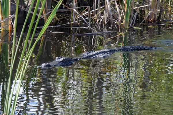 Közelkép Egy Krokodilról Vízben — Stock Fotó