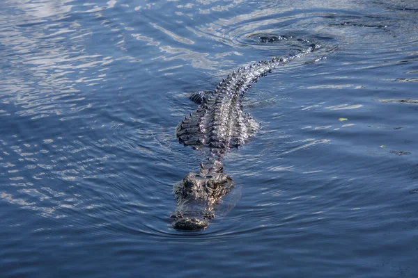 Ujęcie Bliska Krokodyla Wodzie — Zdjęcie stockowe