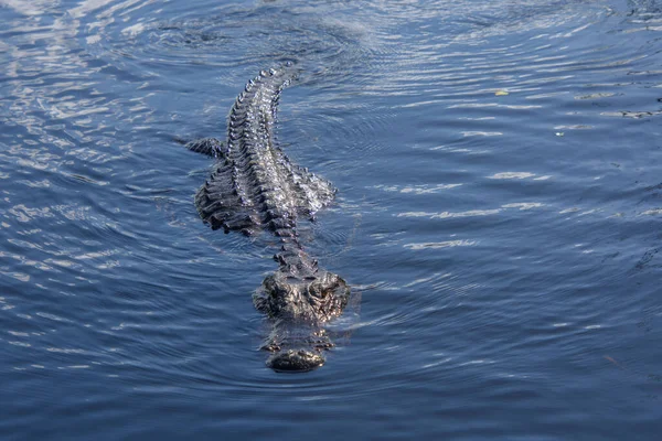 Közelkép Egy Krokodilról Vízben — Stock Fotó
