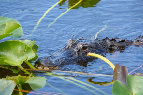 Nahaufnahme Eines Krokodils Einem Teich — Stockfoto