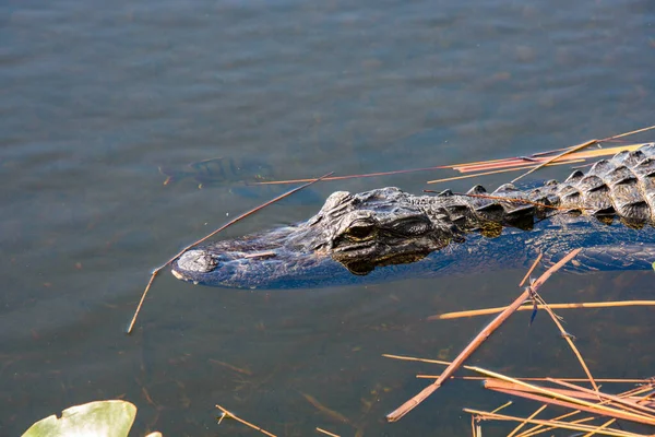 池塘里鳄鱼的特写镜头 — 图库照片