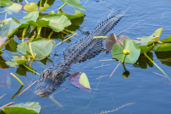 Tiro Perto Crocodilo Uma Lagoa — Fotografia de Stock