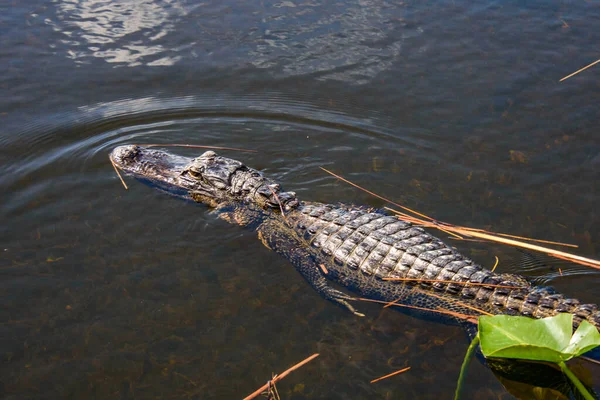 Крупним Планом Знімок Крокодила Ставку — стокове фото