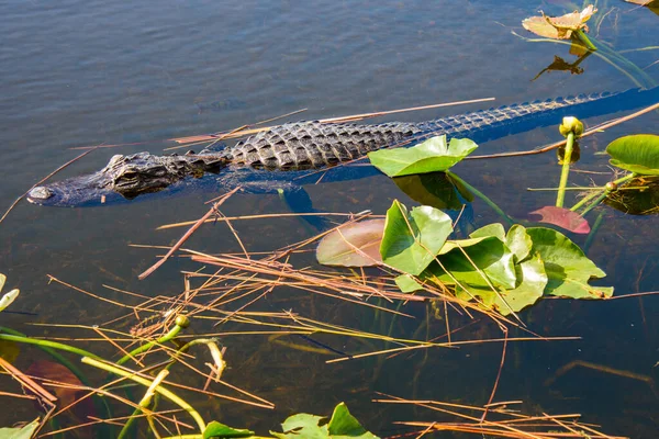 Крупним Планом Знімок Крокодила Воді — стокове фото