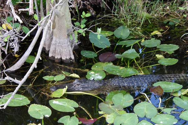 Closeup Shot Crocodile Water — Stock Photo, Image