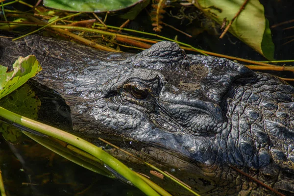 Крупним Планом Знімок Крокодила Воді — стокове фото
