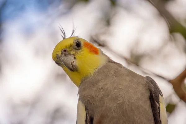 Мальовничий Вид Красиву Папугу Відкритому Повітрі — стокове фото