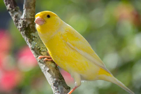 Sarı Göğüslü Papağan Bir Dalda Oturuyor — Stok fotoğraf