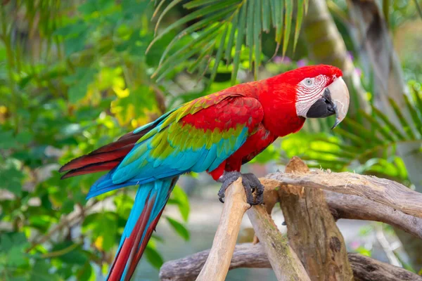 Красивий Макаронний Папуга Гілці — стокове фото