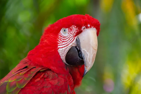 Stock image close up of a red-headed macaw