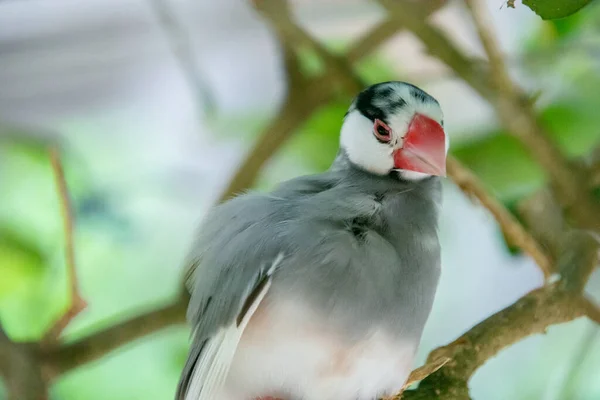 Eine Nahaufnahme Eines Niedlichen Vogels — Stockfoto