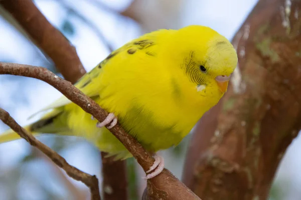 Žlutý Papoušek Sedí Větvi — Stock fotografie
