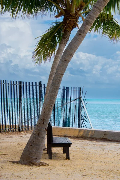 Große Palme Der Sonne Strand — Stockfoto