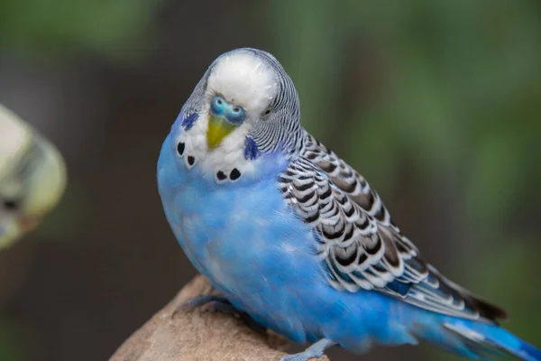 Krásný Papoušek Voliéře Chráněném Parku Spojených Státech — Stock fotografie