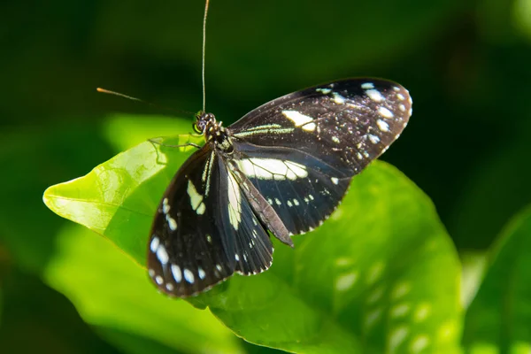 Αρκετά Πολύχρωμη Πεταλούδα Πράσινο Φύλλο — Φωτογραφία Αρχείου