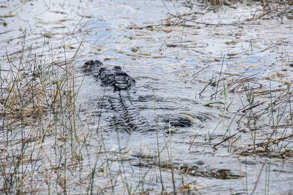 Belo Espécime Aligator Nos Everglades Flórida Nos Estados Unidos — Fotografia de Stock