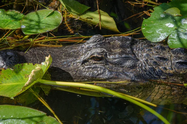 Gyönyörű Példány Aligátor Florida Everglades Egyesült Államokban — Stock Fotó