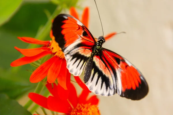Bastante Colorida Mariposa Alimentándose Una Flor Bajo Sol — Foto de Stock