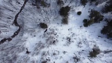 Quebec 'te kışın Kanada karışık ormanlarının genel görünümü