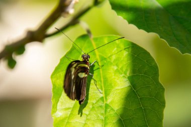 Yeşil yaprağın üzerinde oldukça renkli bir kelebek 
