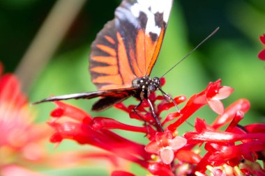 Güneşin altında çiçek arayan güzel renkli bir kelebek.