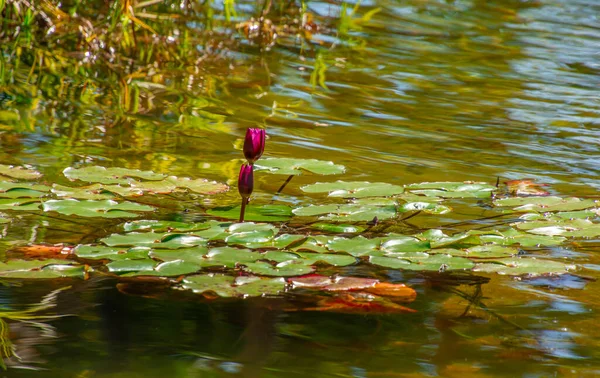 Flor Loto Púrpura Estanque — Foto de Stock