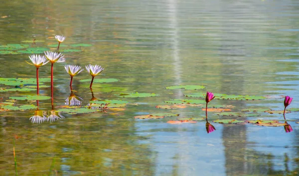 Lotusblumen Wasser — Stockfoto
