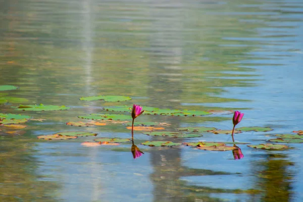 Lotusblumen Wasser — Stockfoto