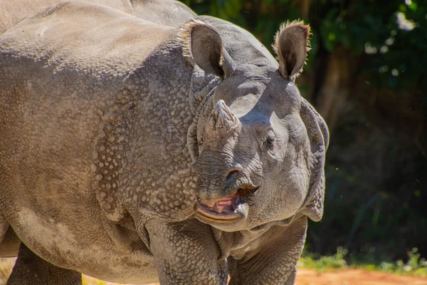 Bonito Ejemplar Rinoceronte Tomado Gran Jardín Zoológico —  Fotos de Stock