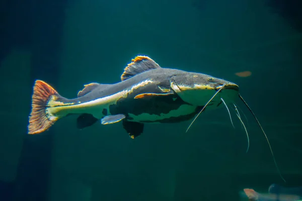 Stock image Very large bearded fish which swims slowly in clear and limpid waters