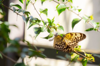 Büyüleyici kral kelebeği.