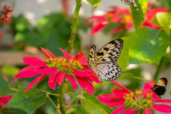 美丽多彩的蝴蝶在阳光下的花朵上觅食 — 图库照片