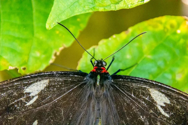 Красочная Бабочка Зеленом Листе — стоковое фото
