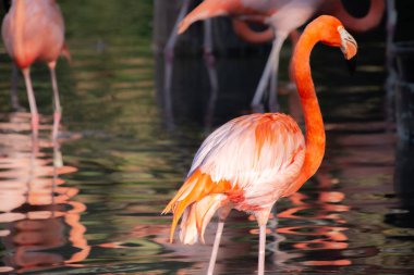 Büyük bir zoolojik bahçede çekilmiş güzel bir flamingo örneği.