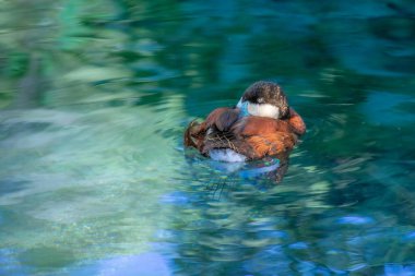 Güneşli Florida 'da küçük egzotik bir gölette güzel bir kuş.