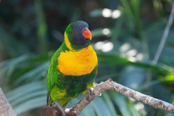 Niedlicher Kleiner Papagei Der Auf Einem Ast Ruht Und Seine — Stockfoto