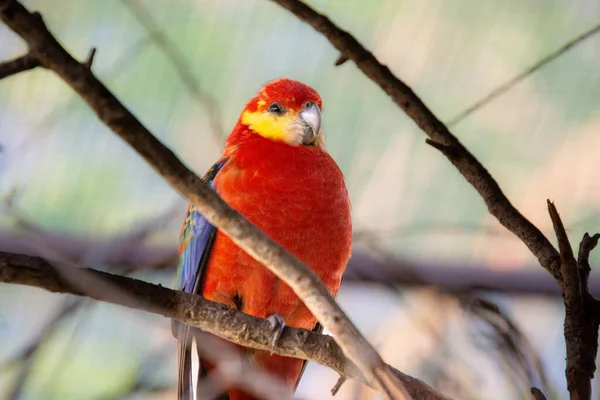 나뭇가지에 주위를 살피는 귀여운 앵무새 — 스톡 사진