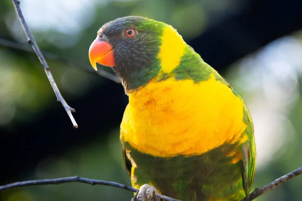 Roztomilý Malý Papoušek Odpočívající Větvi Pozorující Okolí — Stock fotografie