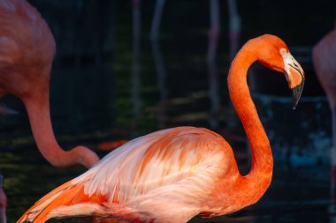 Büyük bir zoolojik bahçede çekilmiş güzel bir flamingo örneği.