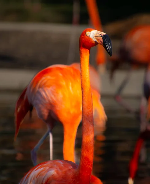 Nice Specimen Flamingo Taken Large Zoological Garden — Stock Photo, Image