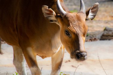 Büyük bir zoolojik bahçede alınmış güzel bir Banteng örneği.