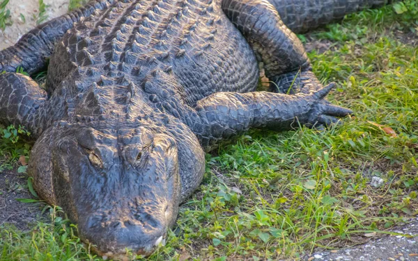 Beau Spécimen Bébé Aligator Dans Les Everglades Floride Aux États — Photo