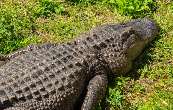 Образец Младенца Алигатора Американском Штате Флорида — стоковое фото