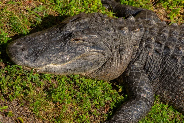 Schönes Exemplar Eines Babyaligators Den Florida Everglades Den Vereinigten Staaten — Stockfoto