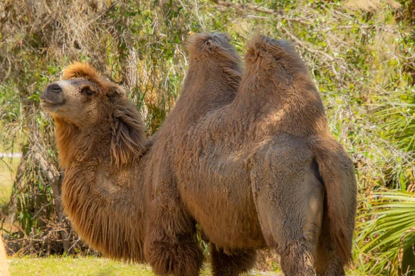 Bonito Ejemplar Camello Tomado Gran Jardín Zoológico —  Fotos de Stock